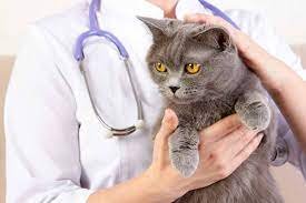 أسباب عدم قدرة القط على المشي