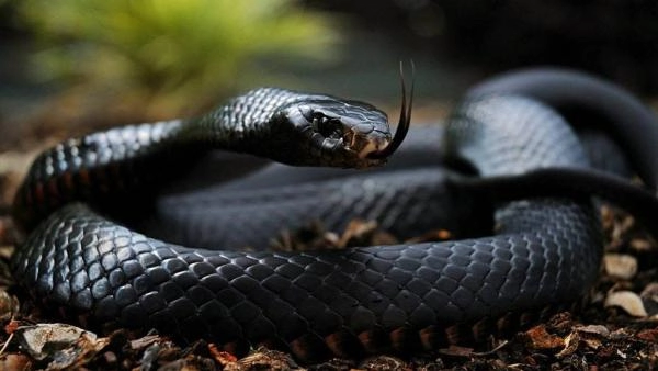 الحيوانات الدالة علي الحسد في المنام