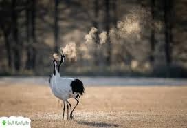 الطيور تستخدم الجلد والخياشيم للتنفس‎