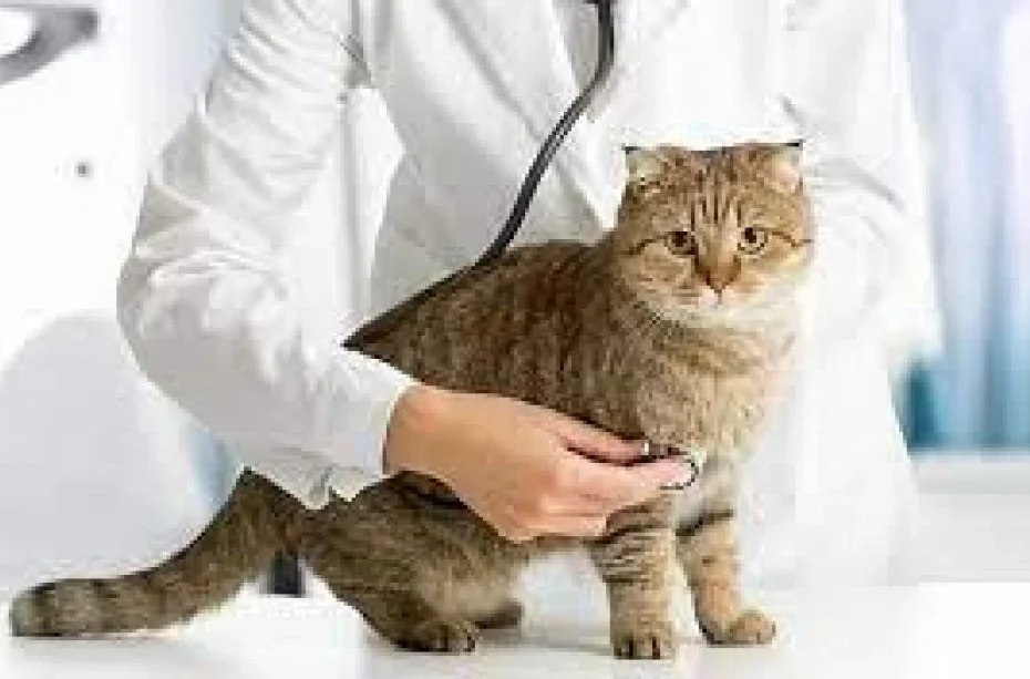 كيفية علاج الاسهال عند القطط الصغيرة