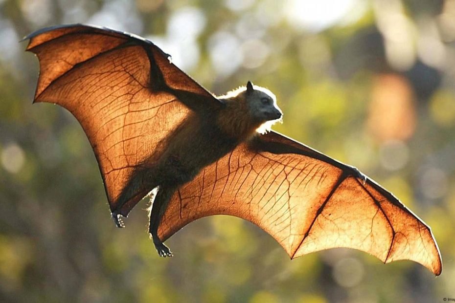 يصنف الخفاش على انه من الثدييات‎